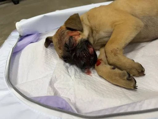 台中黃狗遭飼主安全帽打死　動保處5天後才到場！議員抗議批官僚