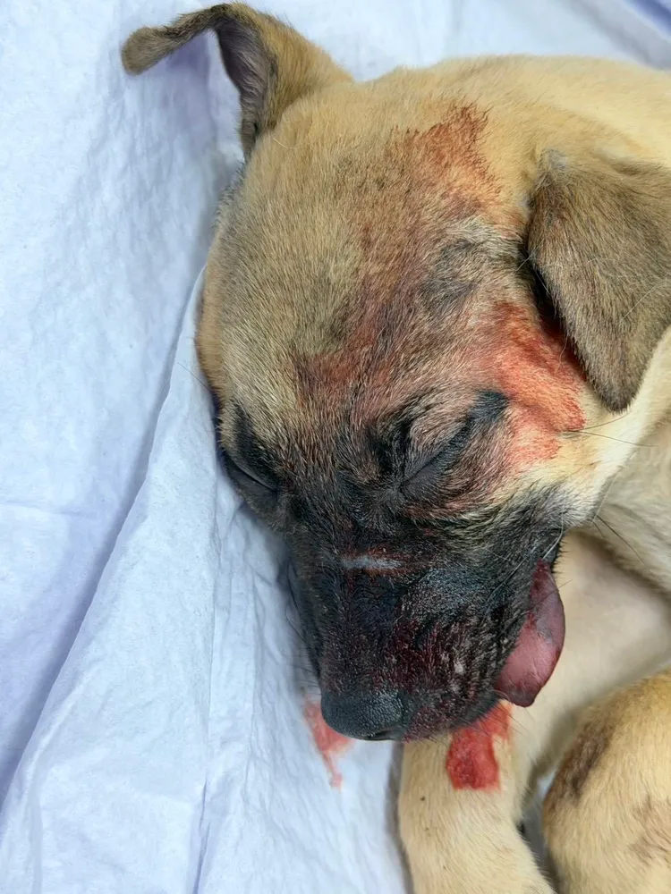 小黃狗被飼主以安全帽痛擊頭部死亡。江和樹提供