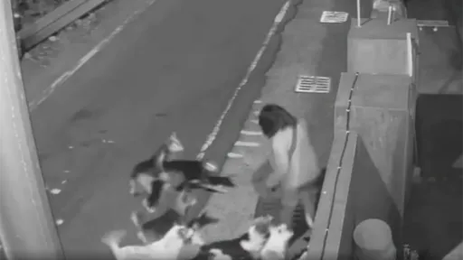 彰化飼主放縱15隻狗遊蕩「追咬多人」　議員：真是嚇到