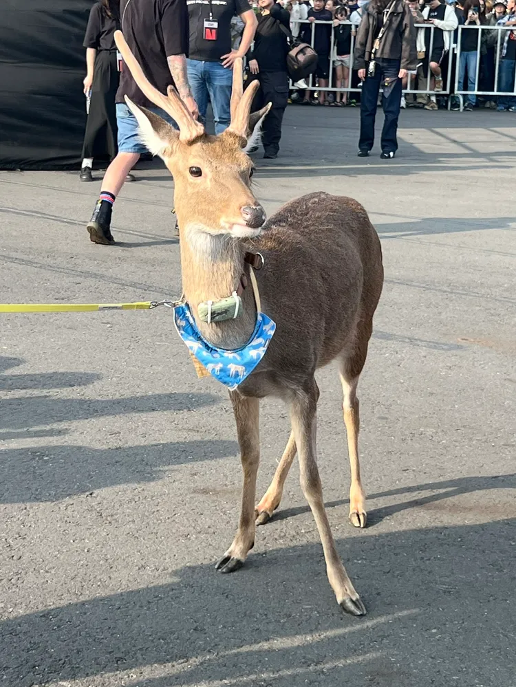 網路人氣梅花鹿鹿平也來了。陳薇安攝