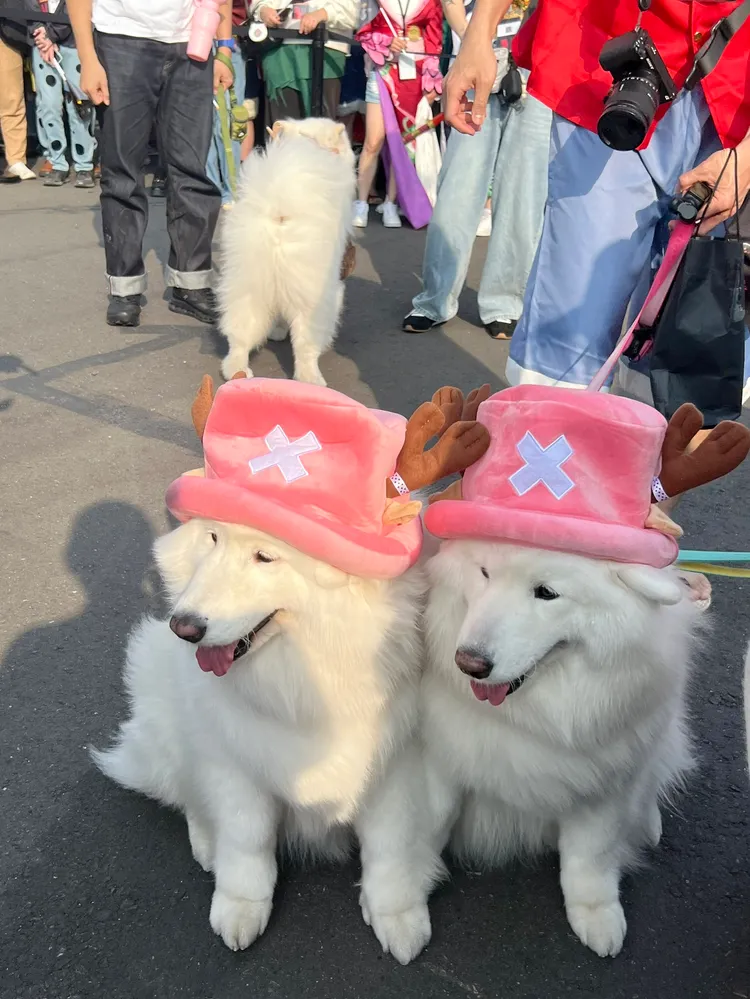 薩摩耶犬帶著喬巴帽。陳薇安攝