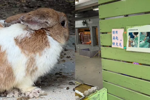 餵食當噱頭！八里「兔子咖啡餐廳」變悲劇現場　病兔大量死亡遭法辦