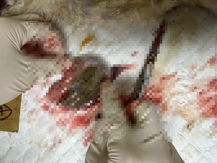 病兔胃內殘留少量食物與毛球。動保處提供