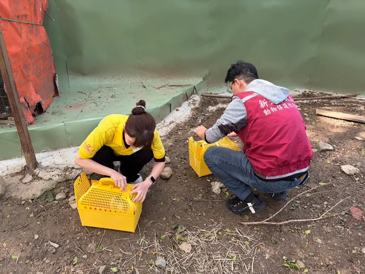 新北動保處與愛兔協會救援存活兔隻。動保處提供