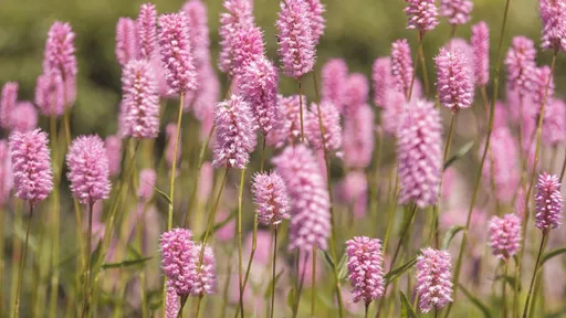 春分能量大洗牌　5星座荷包跟著春暖花開