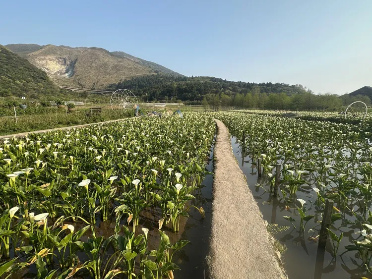 北投晶泉丰旅春季三天兩夜專案推出陽明山海芋花田體驗，走訪花谷海芋園，漫步盛開花田，感受山城花季風景。晶泉丰旅提供