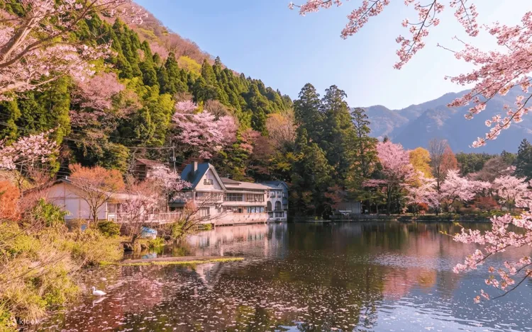 由布院一日遊於櫻花季時也十分受歡迎。業者提供