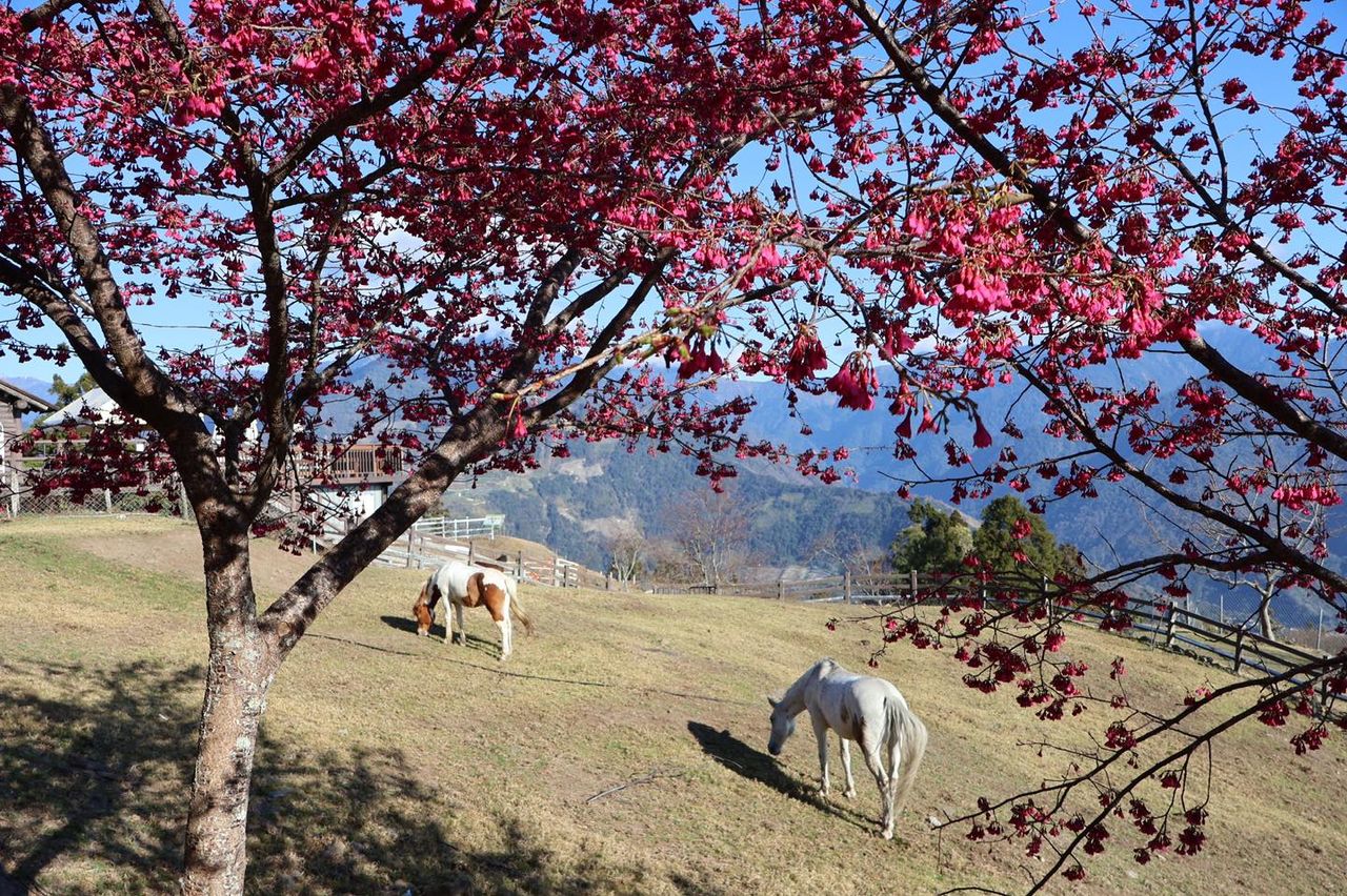 2歲童拍照被馬咬傷求償693萬 清境農場逆轉敗!判賠金額曝光