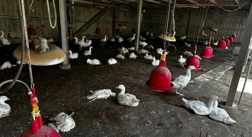 雲林鵝場確診H5N1禽流感　撲殺883隻鵝全面清消