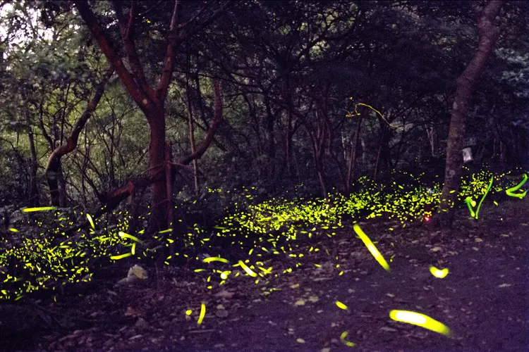 2026台北市螢火蟲季活動將登場。翻攝工程處官網