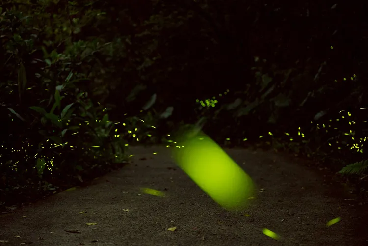 文山區靠山，是熱門賞螢地點。台北市立動物園提供