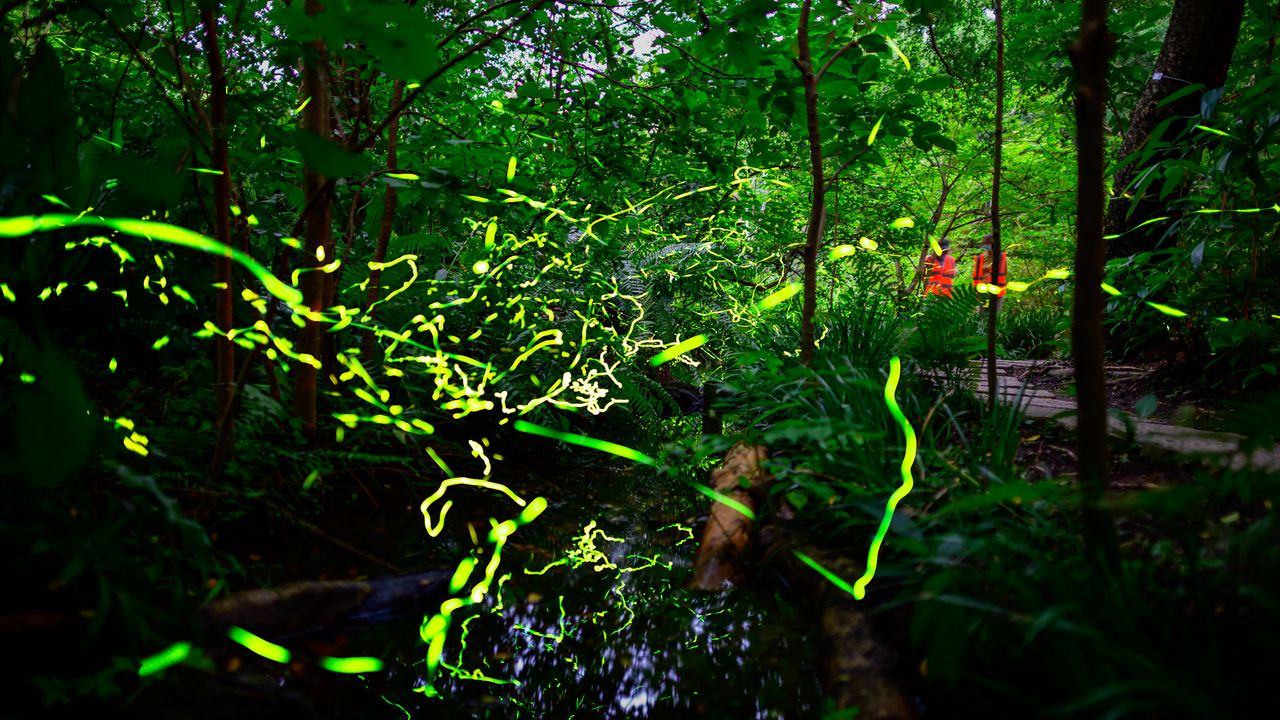 2026台北螢火蟲季攻略!8處賞螢地點、時間、活動懶人包一次看