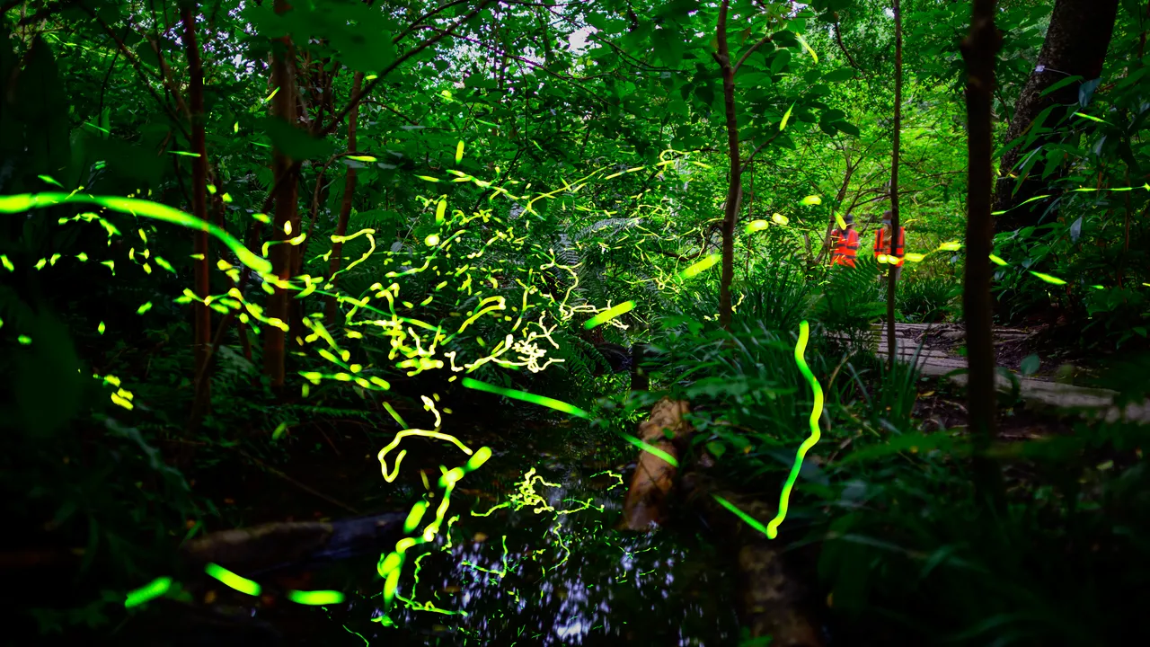 2026台北螢火蟲季攻略！8處賞螢地點、時間、活動懶人包一次看