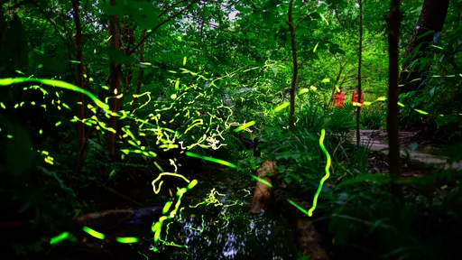 2026台北螢火蟲季攻略！8處賞螢地點、時間、活動懶人包一次看