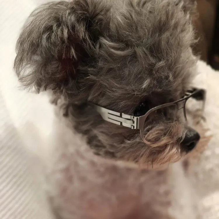 Summer與老蕭的愛犬戴上眼鏡萌到爆。翻攝Summer臉書