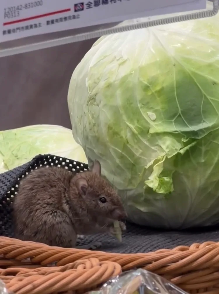 新北中和的全聯竟出現生鮮區高麗菜有老鼠亂竄咬食。翻攝自threads影片