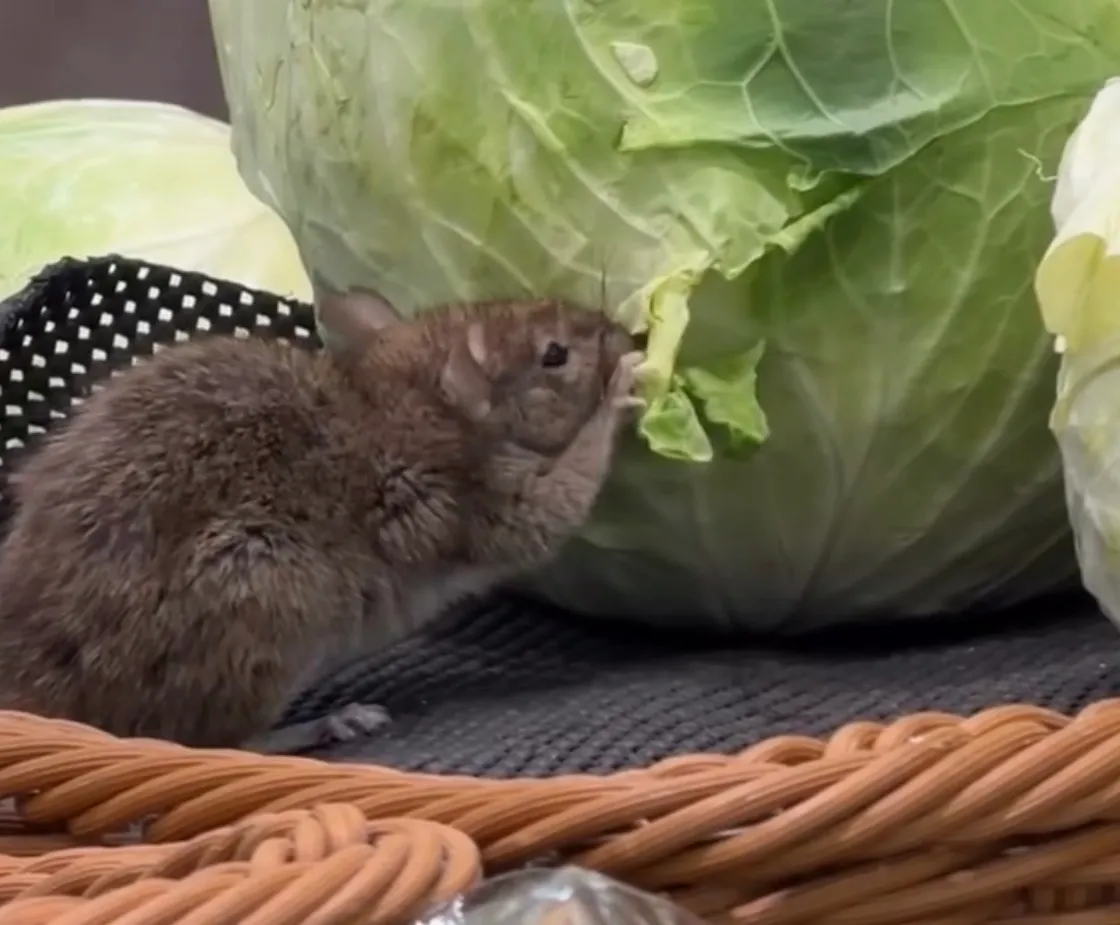 全聯高麗菜遭老鼠咬食！官方：門市暫停營業並全面清潔