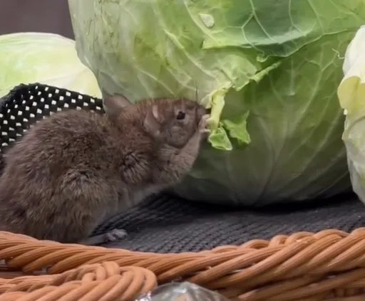 全聯高麗菜遭老鼠咬食！官方：門市暫停營業並全面清潔
