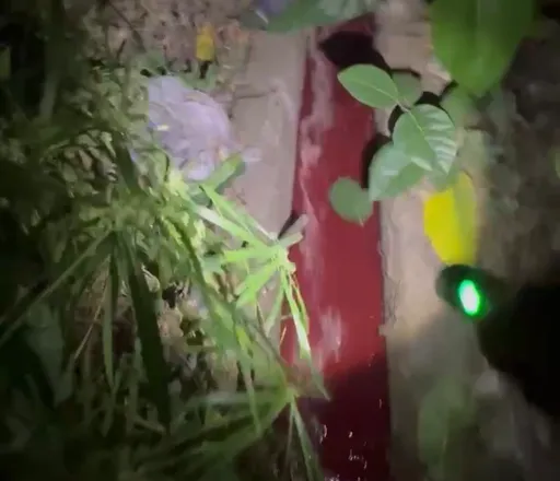 血流成河！新北食品公司埋暗管排血水入溝渠　女議員暗夜踢爆恐怖一幕