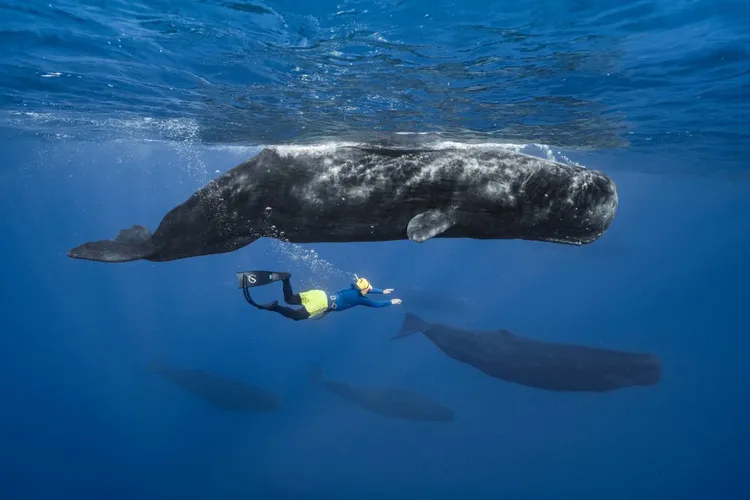 彈頭親身在水下見證並拍到分娩全程的案例屈指可數。美秀創意提供