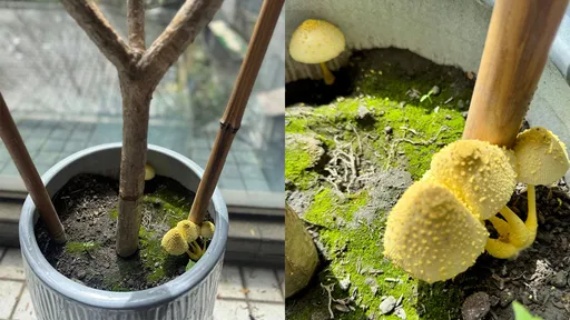 台北雨下到發霉！美女主播驚見「花盆長4朵菇」