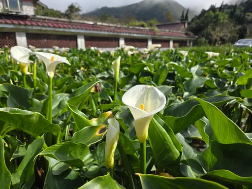 陽明山海芋季來了！採花、步道、導覽一次玩