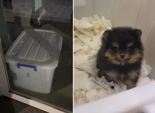 小狗關塑膠箱整晚狂吠衝撞　台中連鎖寵物店挨轟！動保處出手了