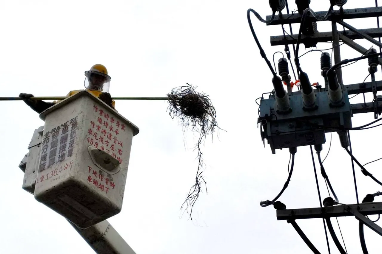 清除鳥巢。桃園區處提供