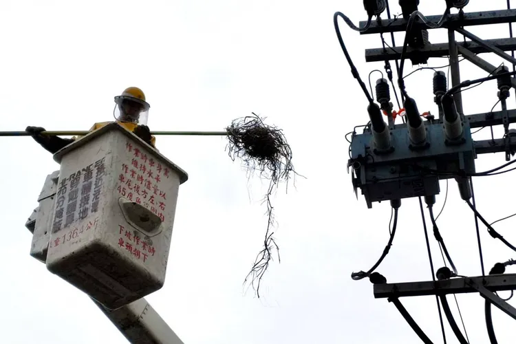 清除鳥巢。桃園區處提供