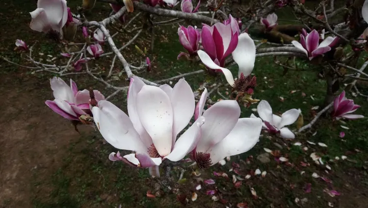 前往姊妹潭的木蘭園，白木蘭盛開。阿里山賓館提供: