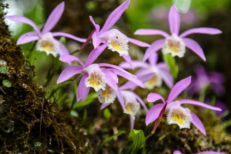 阿里山第一管制站台灣一葉蘭綻放迷人的色彩。阿里山賓館提供: