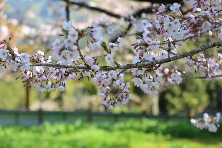 阿里山國家森林遊樂園區染井吉野櫻綻放中。阿里山賓館提供: