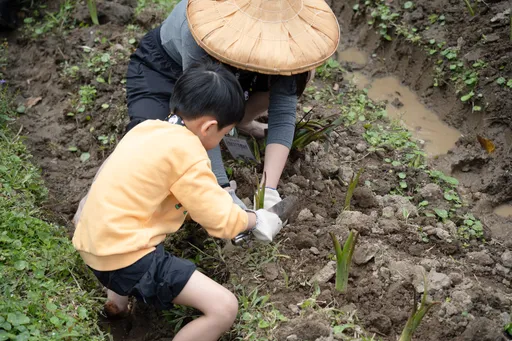 驚蟄春耕開動！北市動物園插秧種芋頭　親子下田玩泥巴