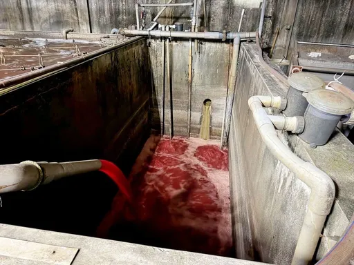 「血流成河」畫面駭人！新北福伯食品無良屠宰廠　遭勒令停工