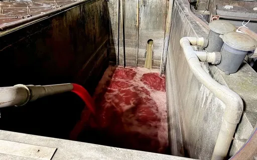 「血流成河」畫面駭人！新北福伯食品無良屠宰廠　遭勒令停工