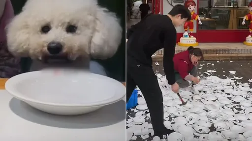 她帶寵物狗到餐廳拍片po網　業者把600套餐盤全部砸爛