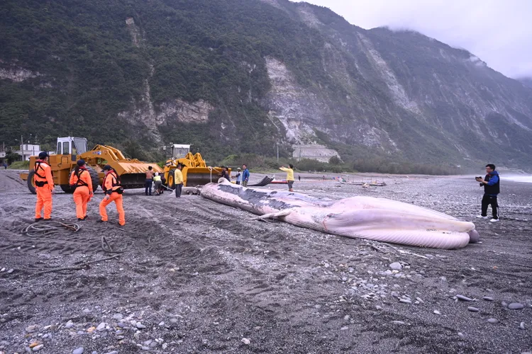 巨鯨被發現時已死亡。花蓮縣政府提供