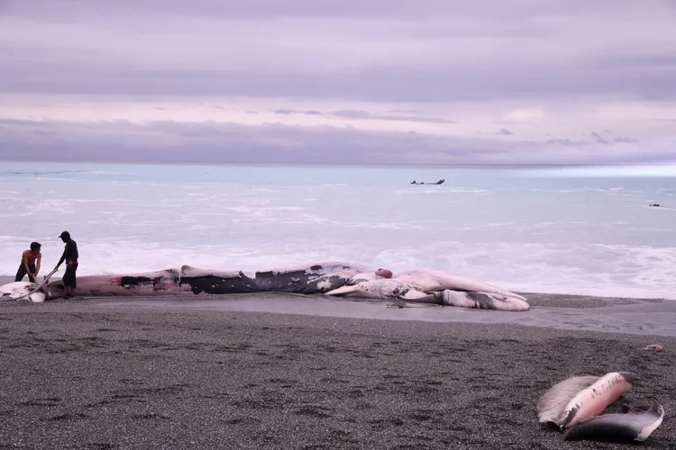 花蓮外海發現死亡巨鯨。花蓮縣政府提供
