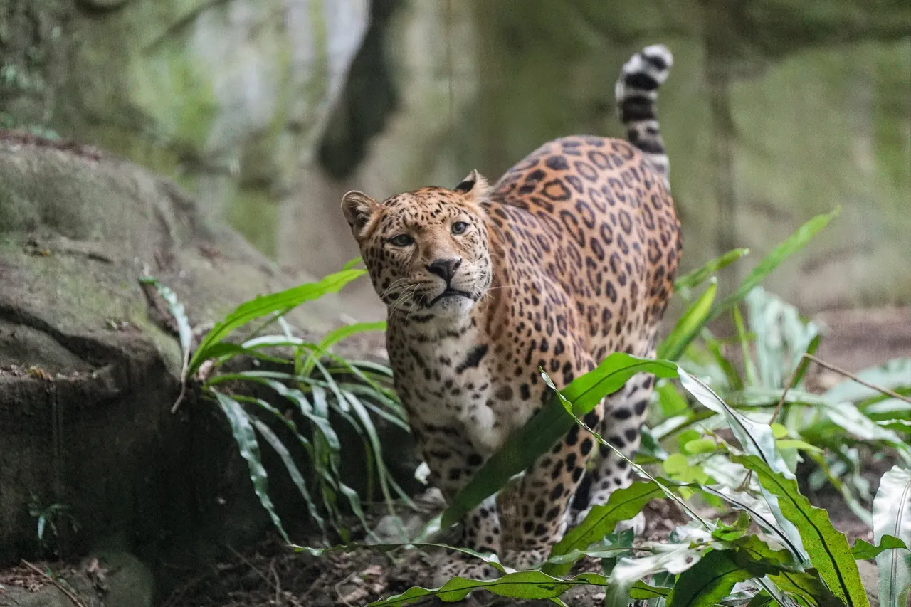 高齡18歲的花豹「花郎」平靜地走完最後一段路，正式告別了牠守護許久的雨林。北市動物園提供