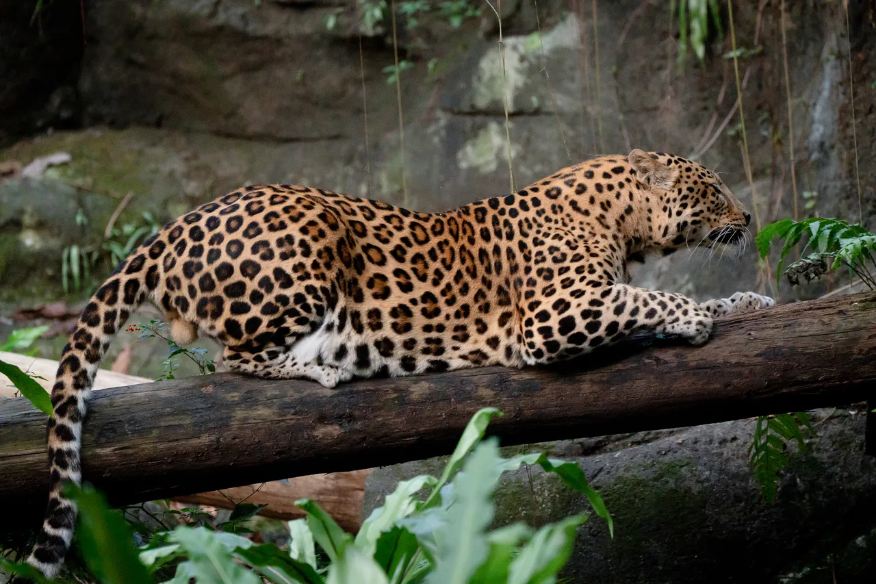 花豹「花郎」喜歡棲息在枝幹上，有時會放鬆地用樹幹磨爪。北市動物園提供