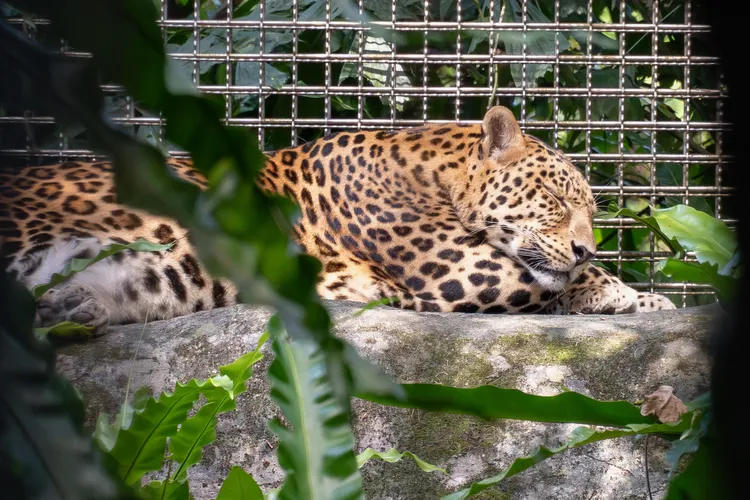 花豹「花郎」過去經常趴在活動場的深處曬太陽。北市動物園提供