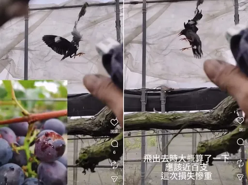 水槍狂射斷翅八哥引眾怒　彰化葡萄農認疏失：一時情緒上來