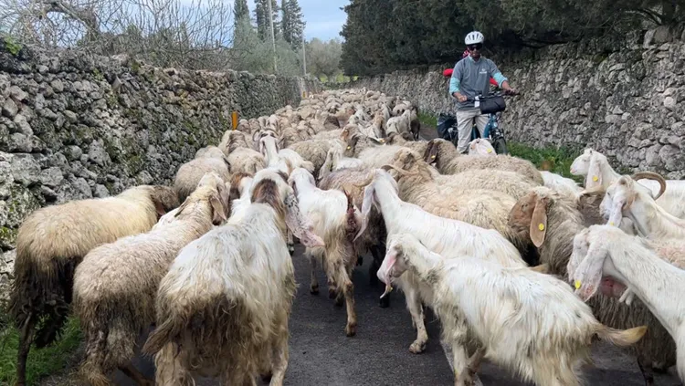 位於義大利靴型國土「鞋跟」位置的薩倫托區域，近期推出一條長達300公里的Ciclonica單車道，騎行可享受當地鄉村風光，偶爾還會遇到羊群散步。 中央社