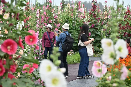 四月到彰化賞花！二林木棉花、員林蜀葵花季盛大開幕