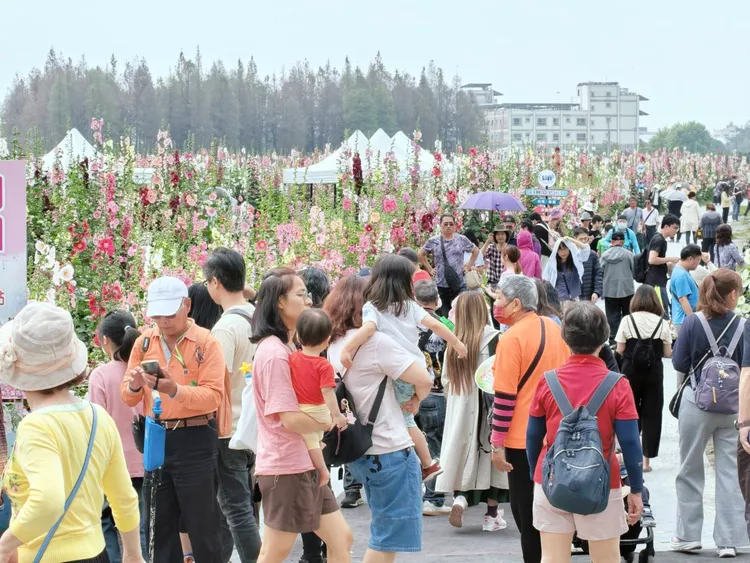 員林蜀葵花季今起盛大登場。民眾提供