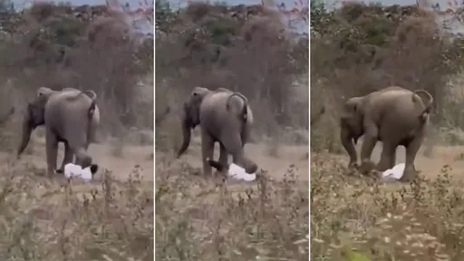 人類騎士被野象踢踹踩踏　奇蹟保命！他淡定起身拍拍塵土