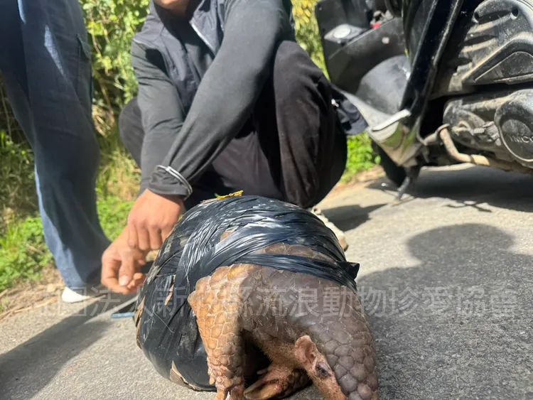 穿山甲被人以黑色膠帶綑綁尾部及腹部。翻攝「新竹縣流浪動物珍愛協會」粉專
