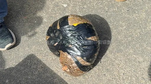 獨家｜野生穿山甲被五花大綁賣8千　涉案移工判拘役！一查竟已離境