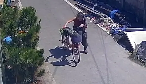 陳姓阿嬤在田裡工作時遭3隻惡犬圍攻。彰化縣議員吳錦潭提供