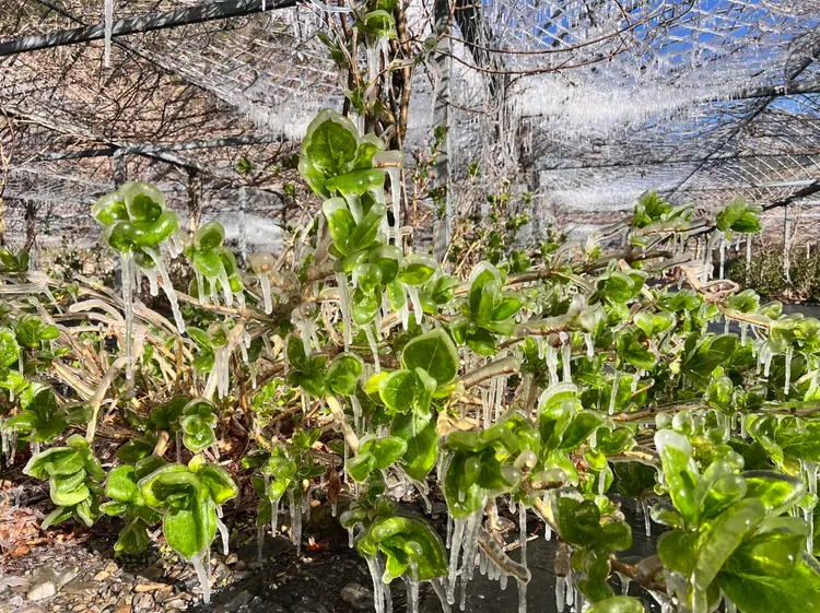 武陵農場植物被冰封，這樣的神級美景可是「限時供應」。武陵農場提供